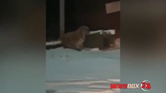 Огромный тигр пришел ужинать домашней собакой в поселок Сибирцево смотреть онлайн