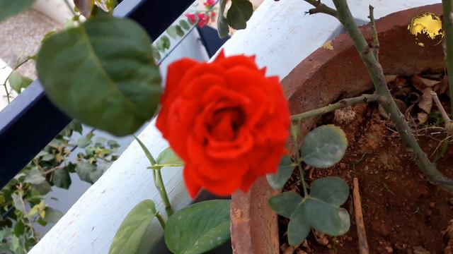 ROSE TYPES: DESI ROSE Vs ENGLISH ROSE - Classification (kinds) + Difference Modern Vs Garden Roses