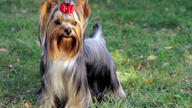 Звук лай Йорика смотреть онлайн