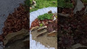 каменная горка, с каменным розами и хвойниками.....  часть 2 ... 4.06.2023г.