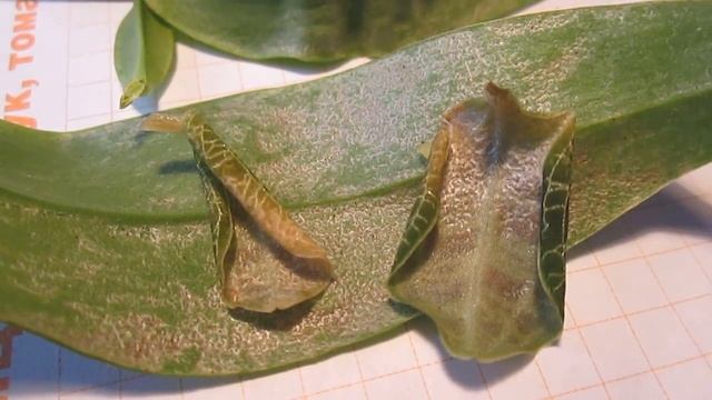 О красном паутинном клеще на орхидеях смотреть онлайн