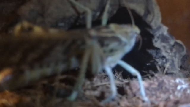 REQUEST VIDEO Giant Centipede Feeding ( Scolopendra Gigantea ) смотреть онлайн