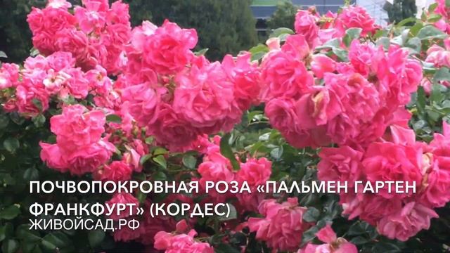 Почвопокровная роза «Пальмен Гартен Франкфурт» (Кордес) смотреть онлайн