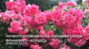 Почвопокровная роза «Пальмен Гартен Франкфурт» (Кордес)