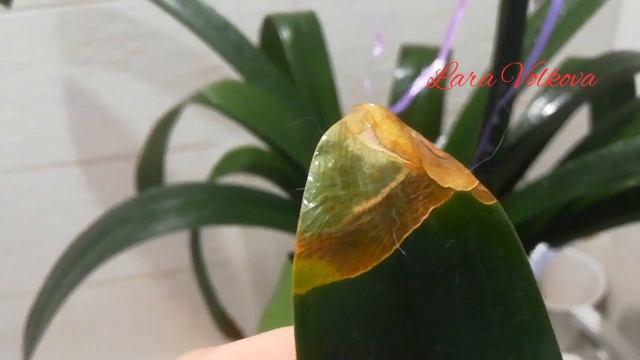 clivia, кливии, уход, выращивание, мучнистый червец, семена, цветение, скорость роста. смотреть онлайн