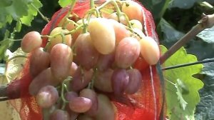 Виноград. Сорта винограда.  Юлиан.