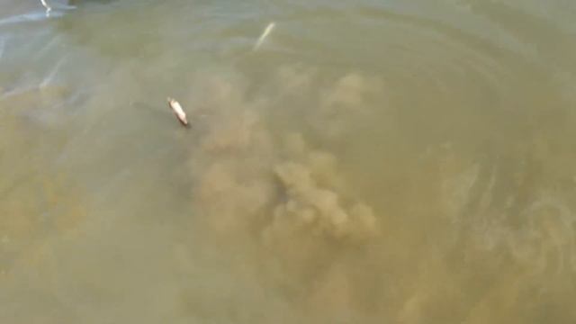 Голодный сомик на кукане ЗКО.Уральск.р.Урал..... смотреть онлайн