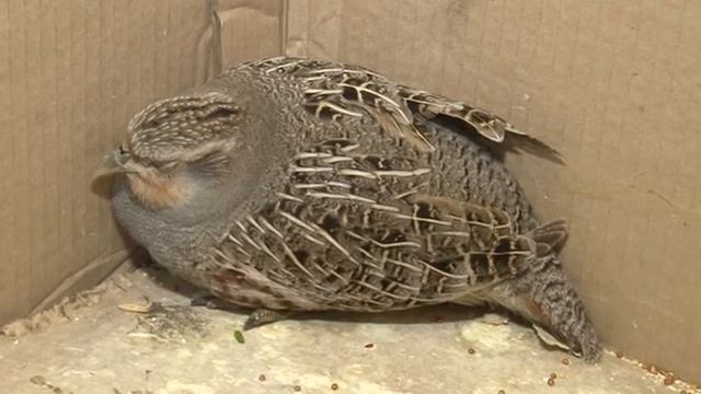 Серая куропатка в подъезде смотреть онлайн