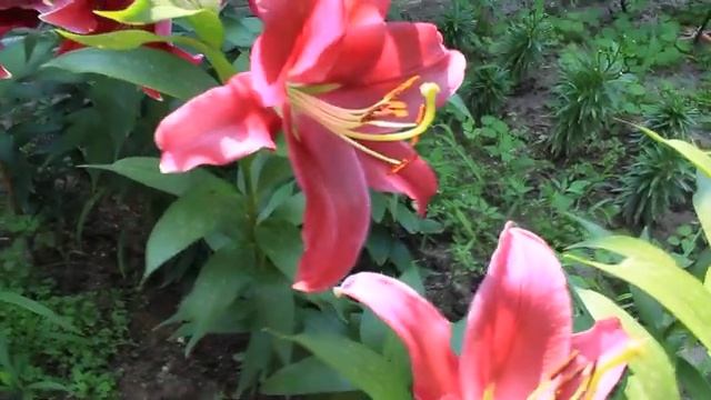 Лилия Борелло.Обзор смотреть онлайн