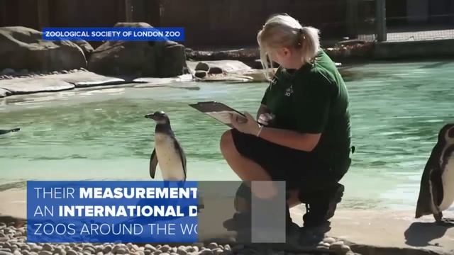 London Zoo Adorably Weighs All of Its Animals in Annual Event смотреть онлайн