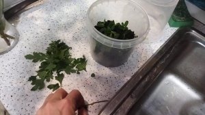 Черенкование хризантемы  мультифлора осенью