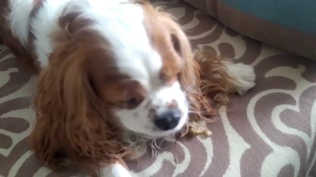 домашние питомцы,как ухаживать?какой корм?играем с животными смотреть онлайн