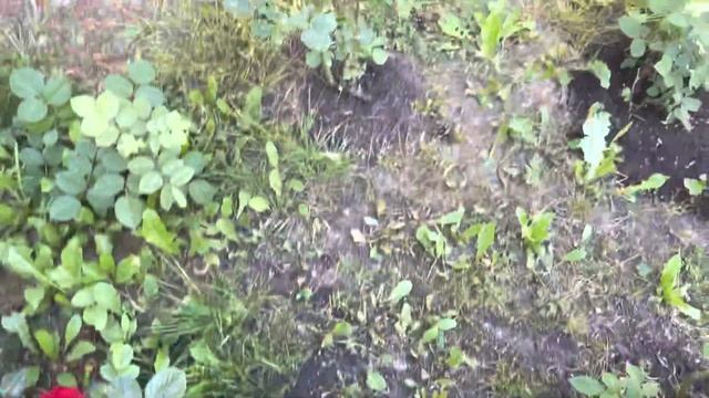 Моя любимая дача 1 июля 2022❤️Распускаются розы?Томаты. Черешня. Петунии❤️ смотреть онлайн