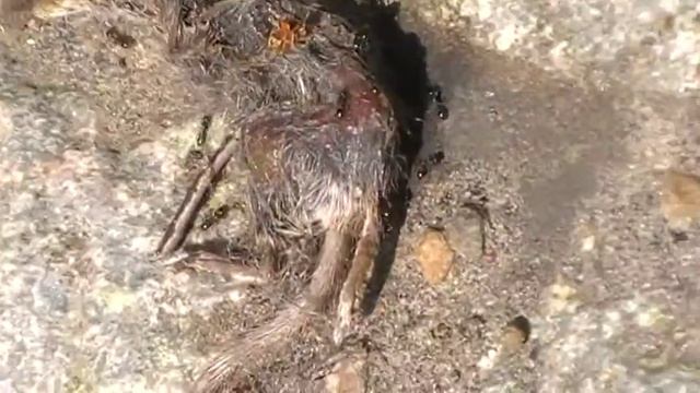 Sorex Araneus gewone bosspitsmuis смотреть онлайн