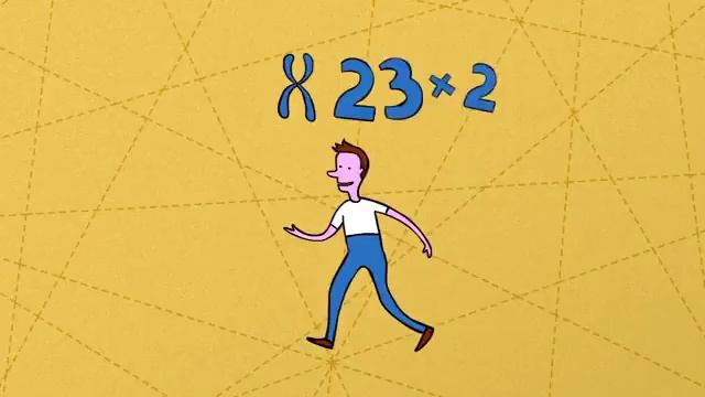 У кого сколько хромосом смотреть онлайн