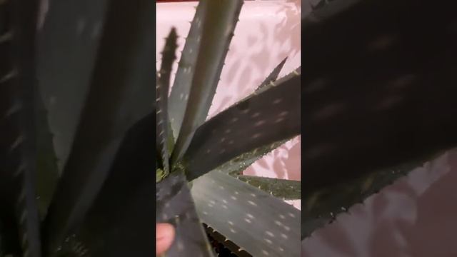 Самый красивый алоэ! смотреть онлайн