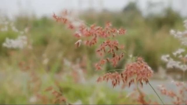 Музыка рейки для медитации смотреть онлайн