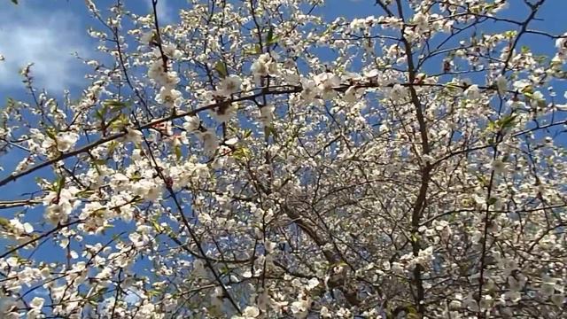 Цветение сакуры в японском саду ГБС - 2 смотреть онлайн