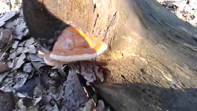 Трутовик окаймлённый (Fomitopsis pinicola) смотреть онлайн