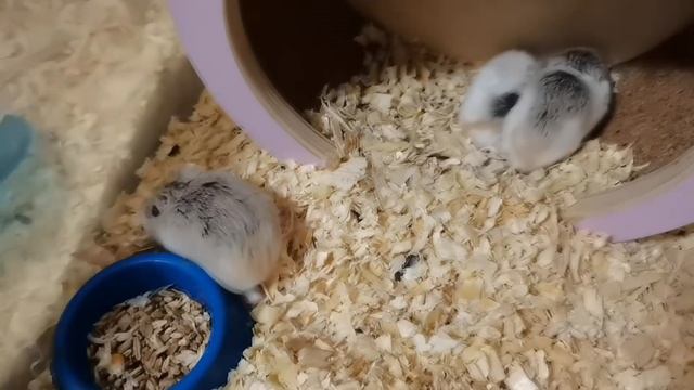 САМЫЙ МАЛЕНЬКИЙ ХОМЯЧОК В МИРЕ! (ХОМЯЧОК РОБОРОВСКОГО) смотреть онлайн