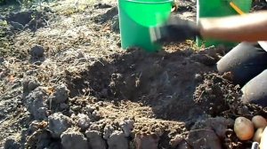 Картофель Лина. 500 килограммов с сотки.