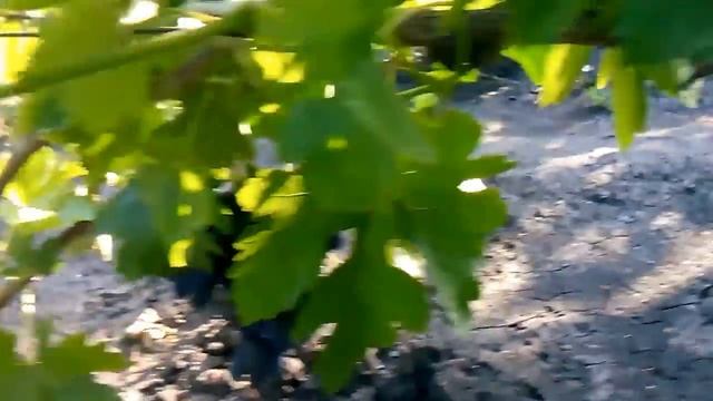 сорт винограда викинг урожай 2015 сигнальные грозди смотреть онлайн