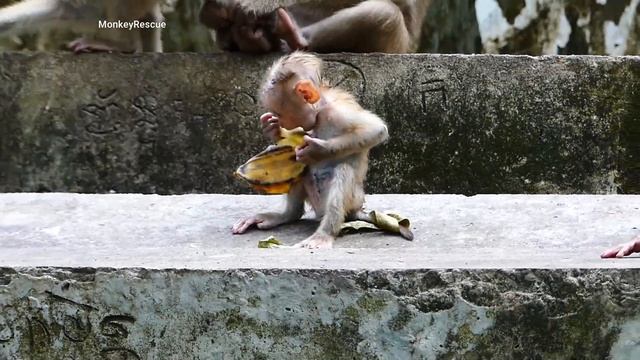 Breaking News!.. Mother monkey thr0w baby Lucy into water escape big monkey, He rescues Lucy on tim смотреть онлайн