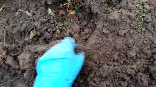 Эксперемент что будет если закопать траву и цветы в землю . смотреть онлайн