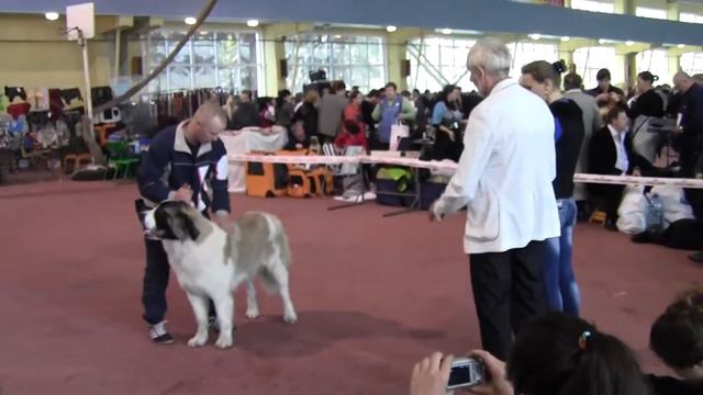 Мишаня из Дружины Игоревой.Донецк CACIB 4.11.12 Юниоры смотреть онлайн