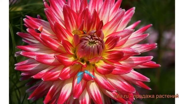 Георгина полукактусовая Ча Ча (dahlia cultorum) ? обзор: как сажать, луковицы георгины Ча Ча смотреть онлайн