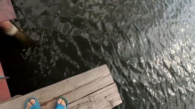 КУРЫ НЕСУШКИ НА ДАЧЕ В КОНЦЕ ЛЕТА. ЧТО ДЕЛАТЬ? смотреть онлайн