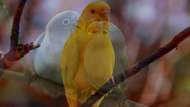 3 Hours+ || Calming Autumnal Music For Birds || Budgies || Relaxing Music To Tame Your Birds #10