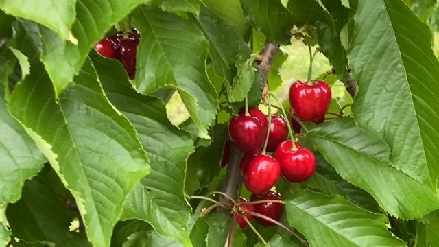 Плодоношение черешни в интенсивном саду - Питомник Маценко смотреть онлайн