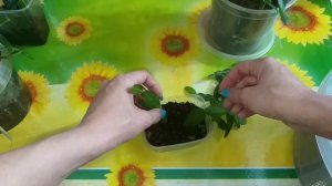 Яркий новичок!?Встреча с цветоводом?Формирую Филодендрон Бразил?Стригу Декабрист и Рипсалидопсис