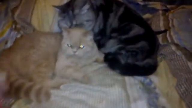 Адольф и Ева! смотреть онлайн