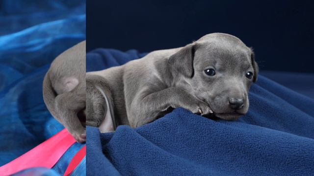 Очаровательные щенки левретки отличных кровей смотреть онлайн