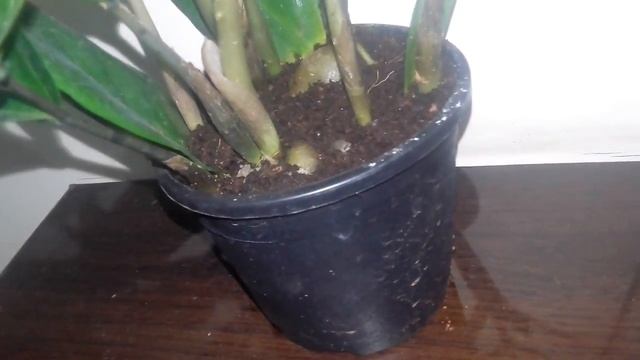 The best indoor plant - How to grow a ZZ plant/Zamioculcas Zamiifolia смотреть онлайн