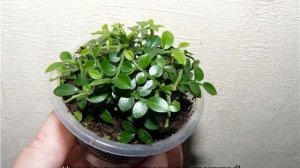 Мурайя — уход в домашних условиях за деревом японских императоров