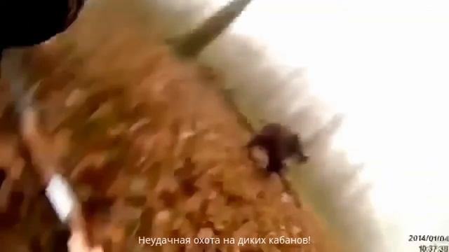 дикие кабаны !!!приколы!!)) смотреть онлайн