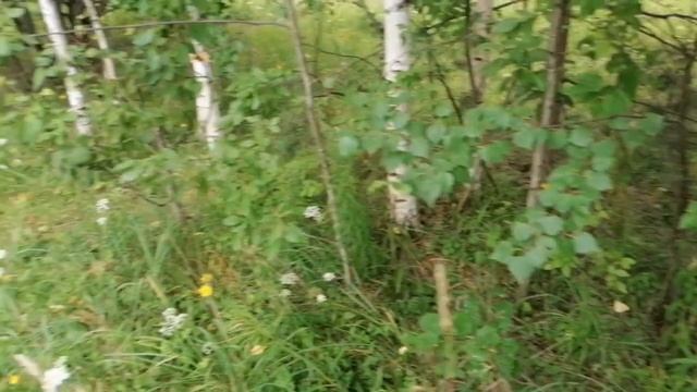 Грибы красноголовики 20 июля 2021 город Березники Пермский край смотреть онлайн