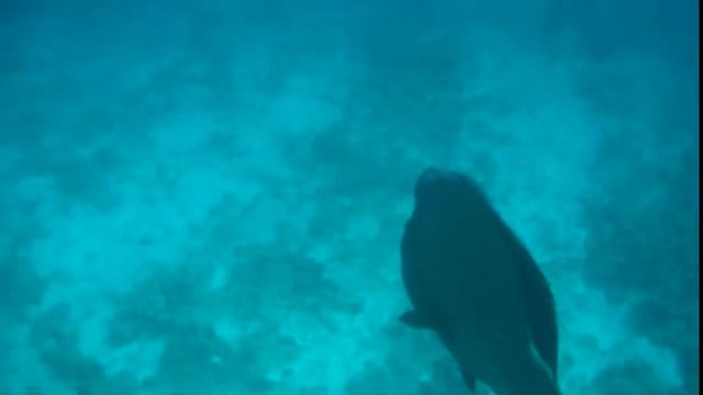 Napoleon Fish / Наполеон