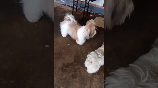 Gabi se encantou Nina é linda e castrada🙊🤣 смотреть онлайн