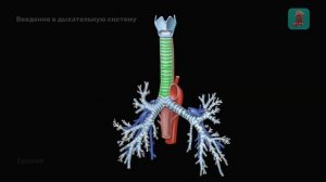 Введение в анатомию дыхательной системы