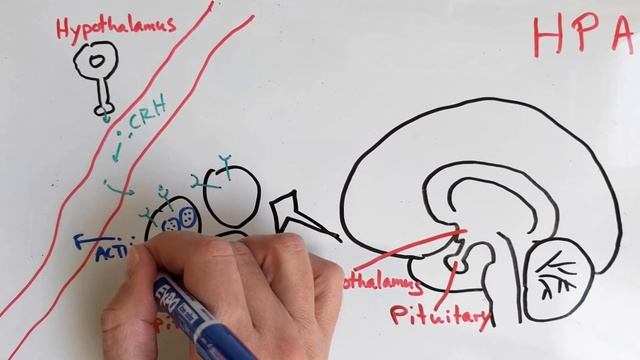 Introduction to cortisol stress response смотреть онлайн