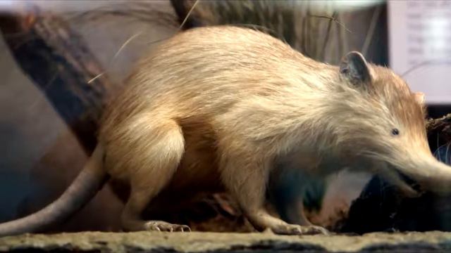 УДИВИТЕЛЬНЫЙ МИР // УДИВИТЕЛЬНОЕ ЖИВОТНОЕ #3 смотреть онлайн