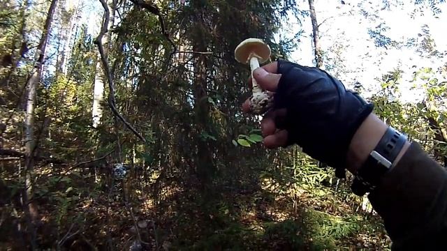 Опасный гриб (бледная поганка?) смотреть онлайн