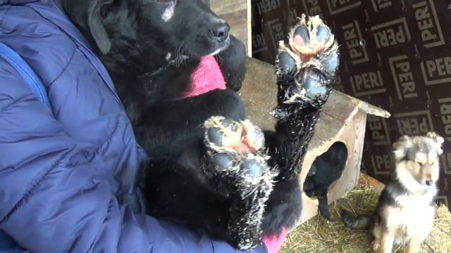 Ногинский приют. Щенки из вольера № 104А. смотреть онлайн