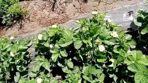 Клубника #КУПЧИХА - удивительный сорт, вкус и урожайность ежегодно на высоте Ферма «Омская Ягода»