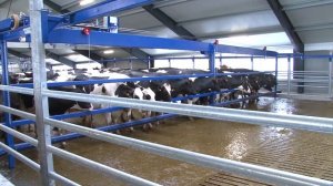 SAC Доильный зал Параллель, Параллель для доения коров. .
