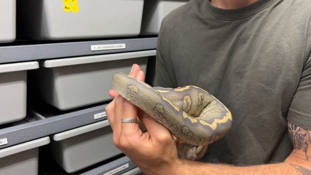 BEST Project In The Ball Python Market? Our Plans With It смотреть онлайн